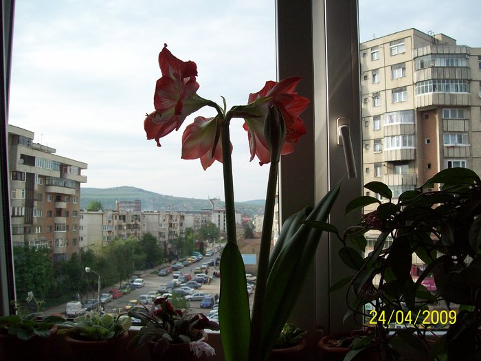 Hippeastrum Miruta sf.apr 2009(2)