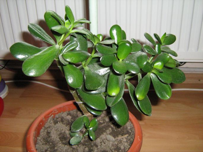 crassula; crassula
