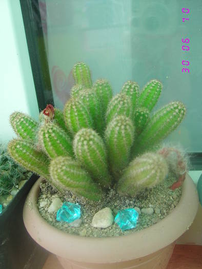 Chamaecereus Silvestri