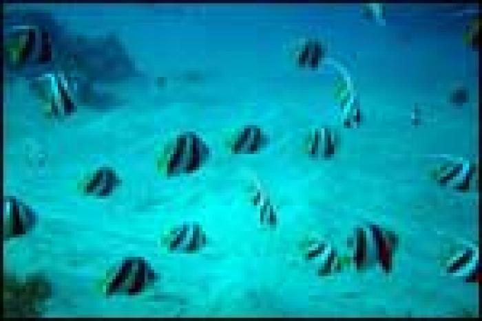 school_of_butterfly_fish_m - Catelusi si multe alte animale