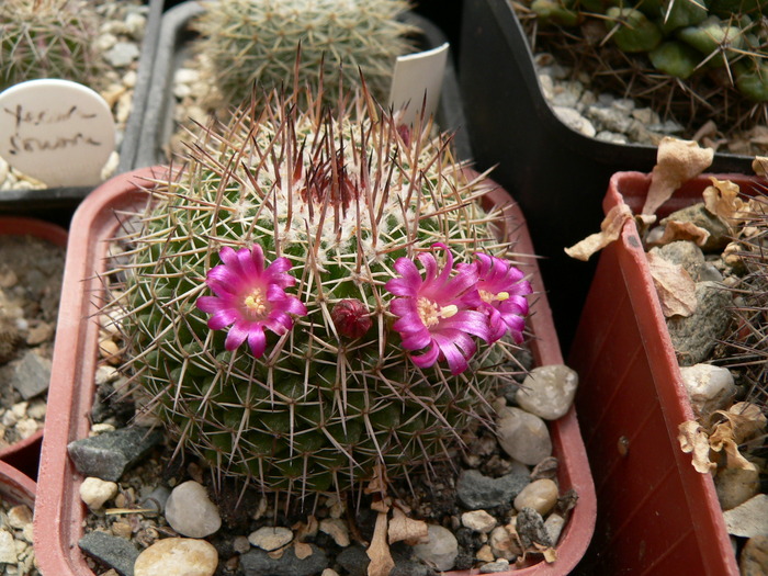 mammillaria_mystax_spini scurti - genul Mammillaria