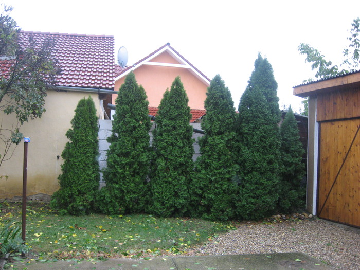 thuja - florile mele 2009