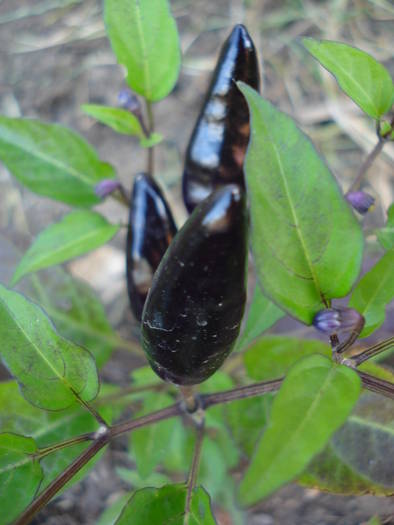Black Chili Pepper (2009, July 08)