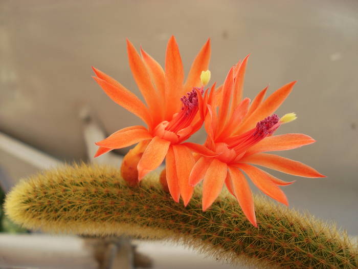 Hildewintera aureispina. - Cactusi