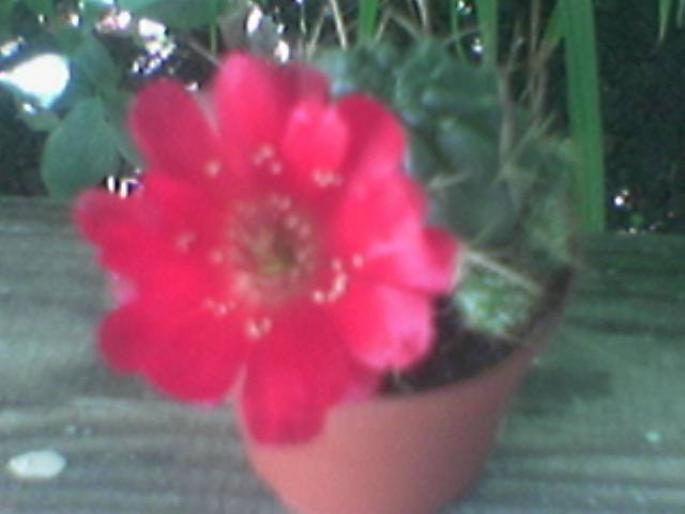 Cactus floare rosie lateral - cactusi