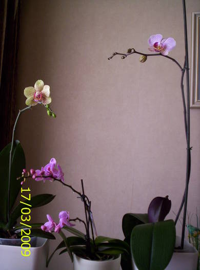 Orhide phale 17 mart 2009 (3)