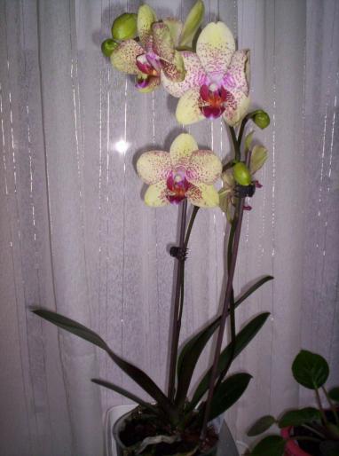 Orhidee phale galbena 19 ian 2008 (1)