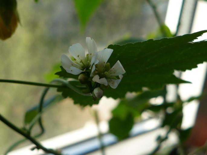 flori de dionaea - Alte plante