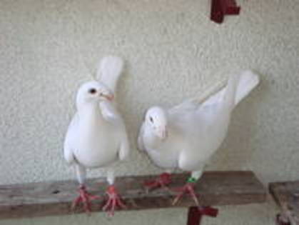 Pereche albi - Porumbei germani de frumusete