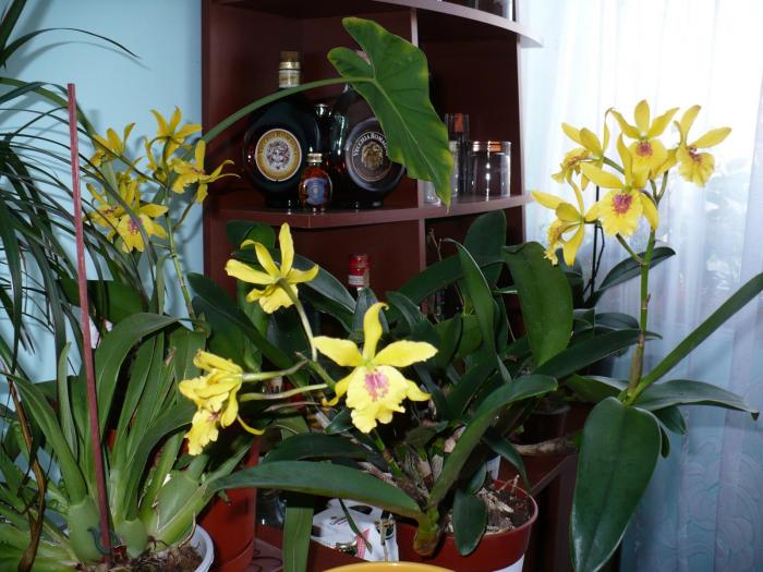 Epilaeliocattleya - Orhidee