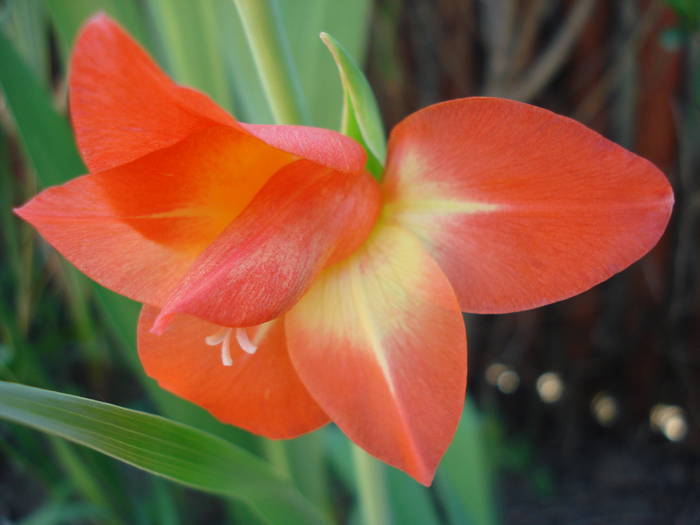 Orange Gladiolus (2009, July 28)