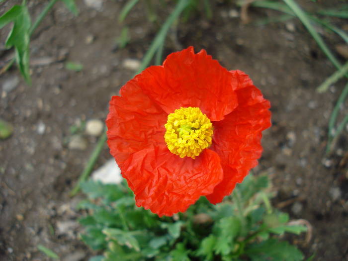 Red Dwarf Poppy (2009, June 06) - 06 Garden in June