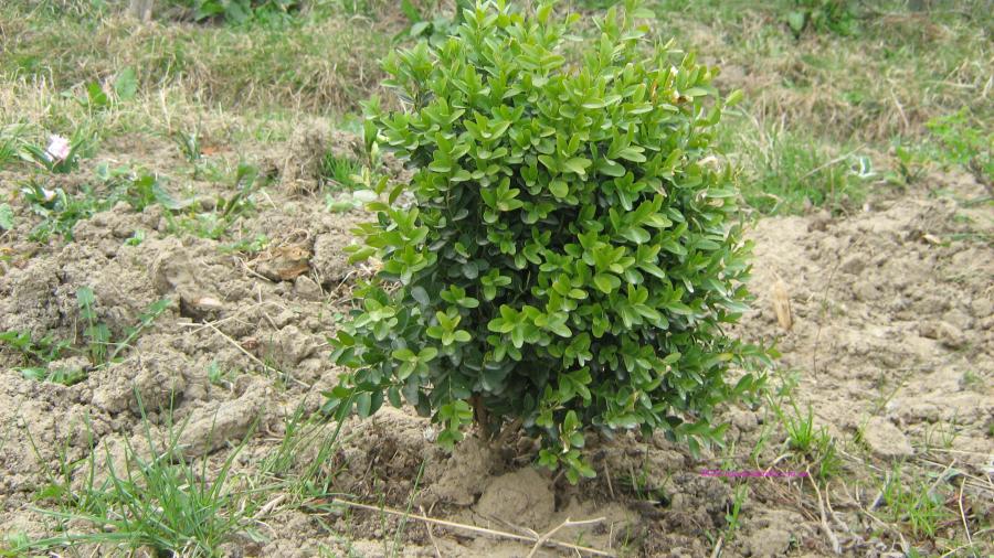 Buxus 1