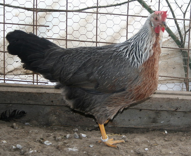 gaina Leghorn Argintiu