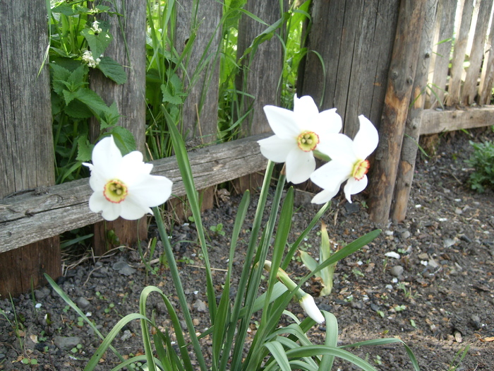 primele narcise - Florile din gradina mea - 2009
