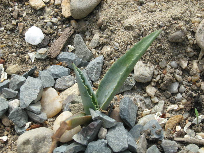 IMG_4862 - Cactusi la mosie aprilie 2009
