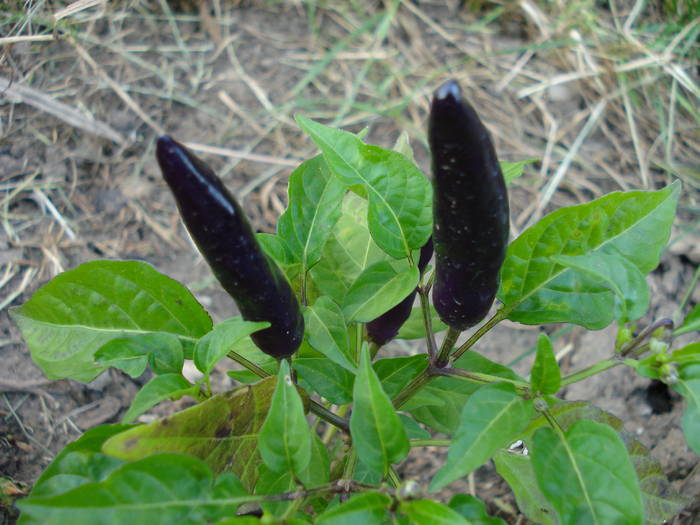 Black Chili Pepper (2009, July 09)