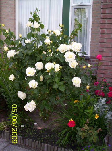 Trandafir alb 6 iun 2009