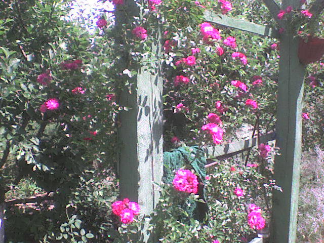 DSC00678 - trandafiri