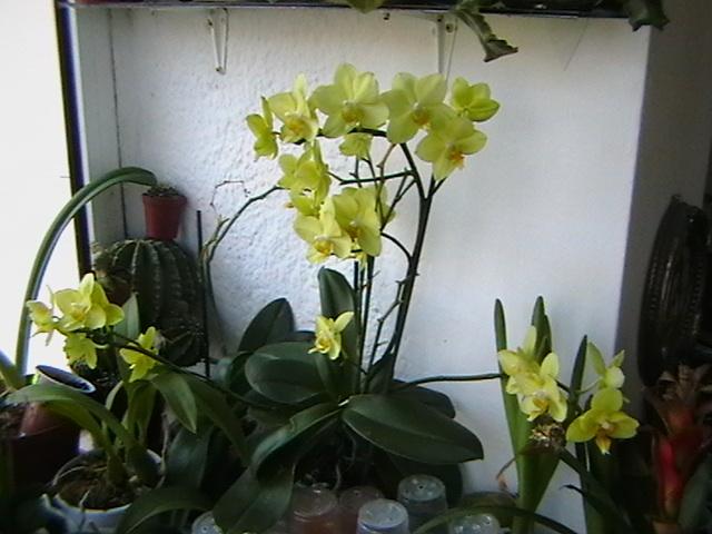 14.02 - orhidee 2009