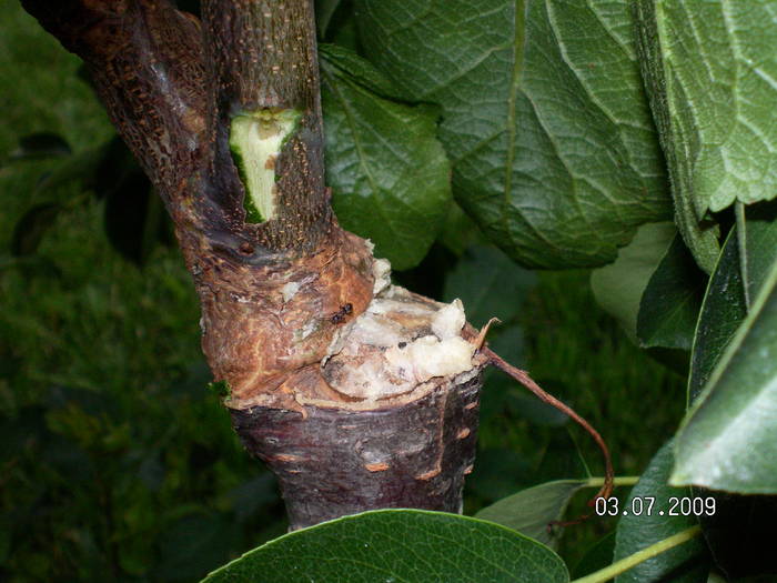 SANY0680 - altoirea sub coaja in cap de altoire cu ramura detasata