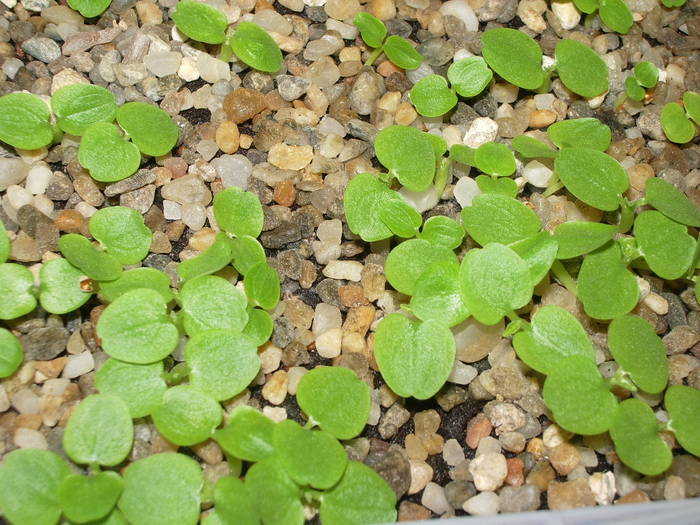 Dorstenia foetida - plante juvenile