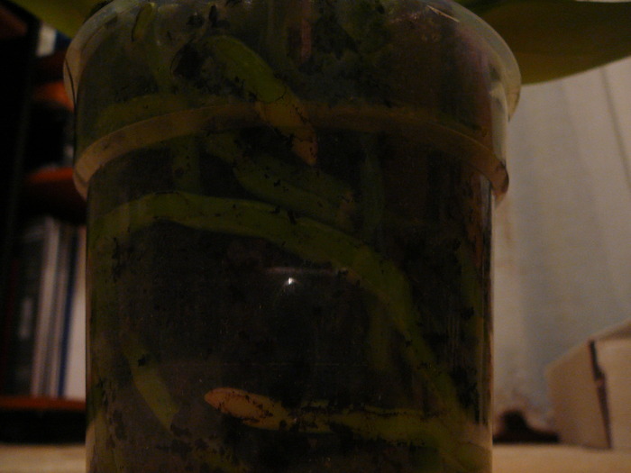 Radacini  Phalaenopsis - ORHIDEE