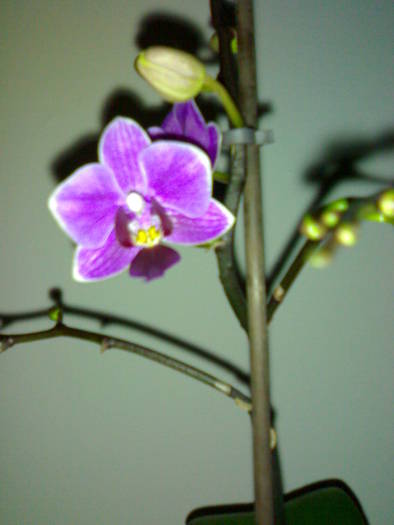 Primele bijuterii - Phalaenopsis NoID mov-alb 2009