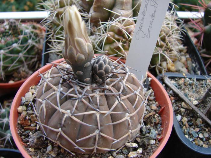 Gymnocalycium triacanthum - Cactusi la Mangalia