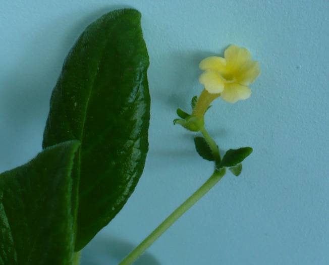 P1110795 - Episcia 2009 - 2010 - 2012 - 2014