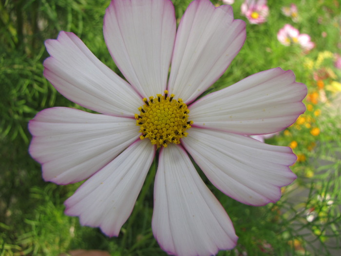 Cosmea 17 aug 2009 (5)