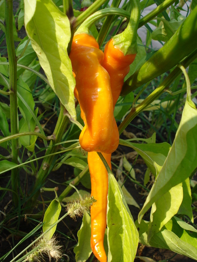 Orange Cayenne Pepper (2009, Aug.29)