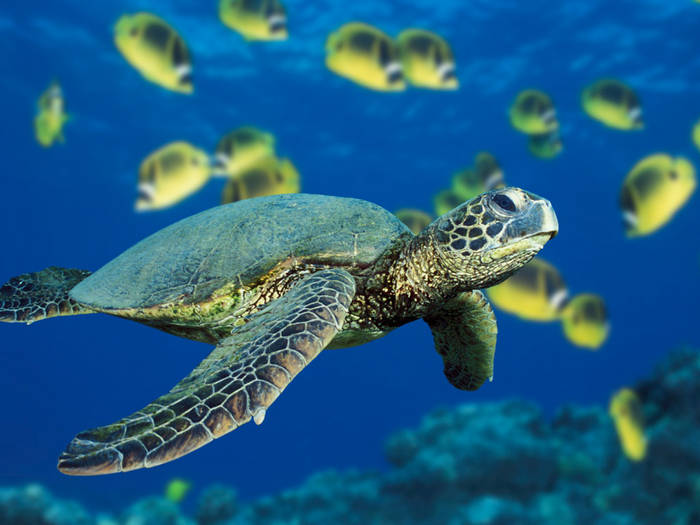 Green Sea Turtle; Testoase in mare.
