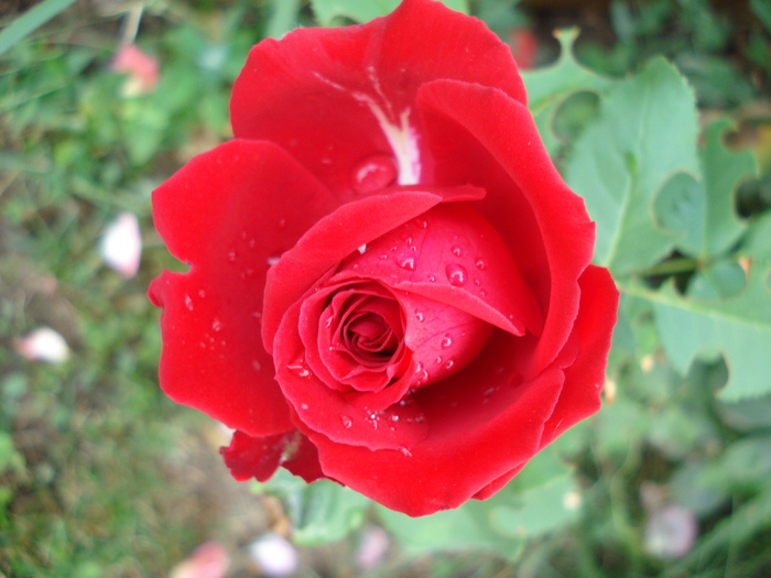 Rose Dame de Coeur (2009, August 20)