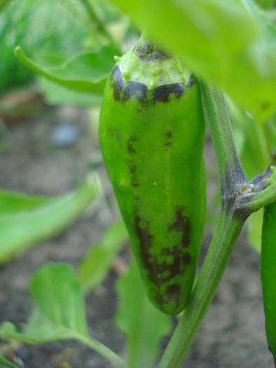 Jalapeno Pepper (2009, July 10)