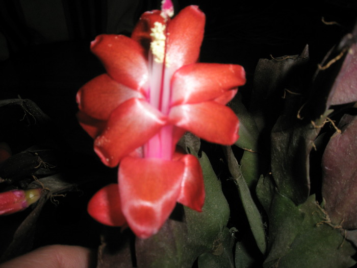 Schlumbergera - floare rosie - Zygocactus si Schumbergera