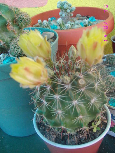 Hematocactus setispinus