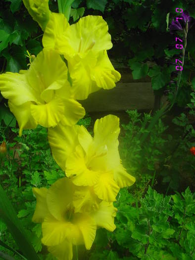  - Gladiole