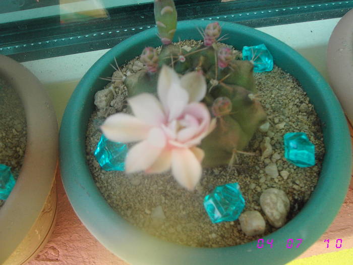 Gymnocalycium