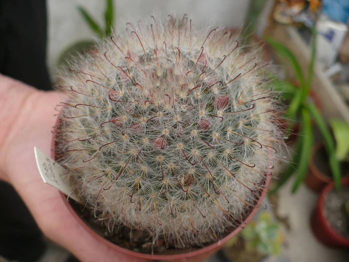 mamillaria leuchanta boboci - Cactusi 2009