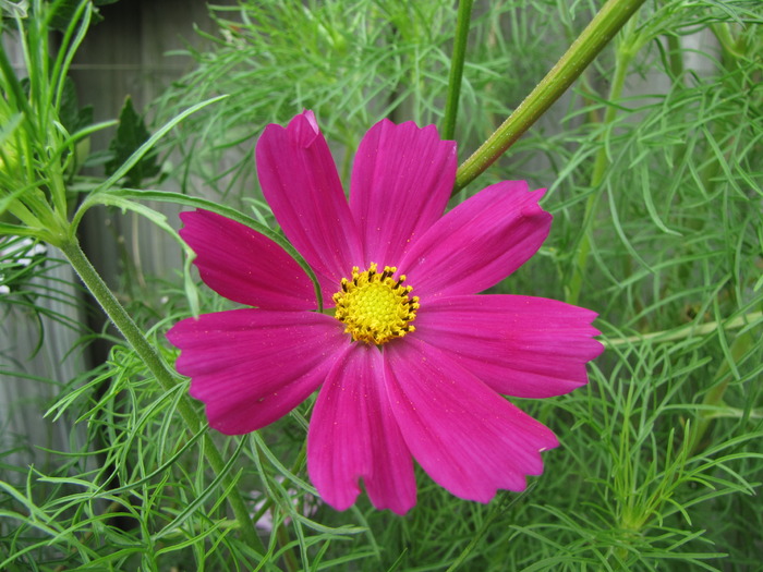 Cosmea 17 aug 2009 (7)