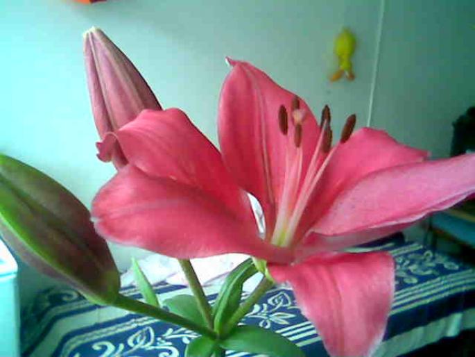 Lilium Candidum ciclam 2008