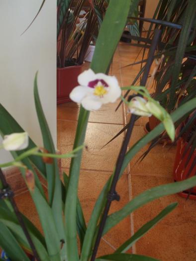 Miltonia - orhidee