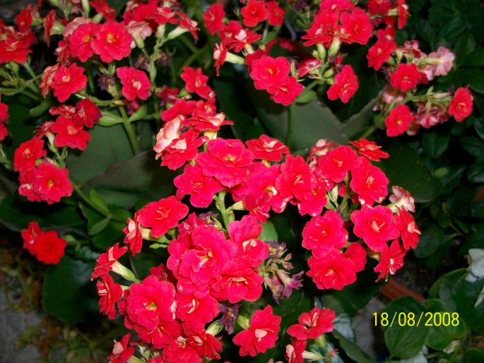 100_0016; kalanchoe
