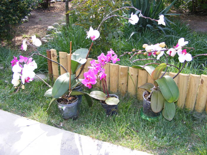 Orhidee - flori si animale 2009