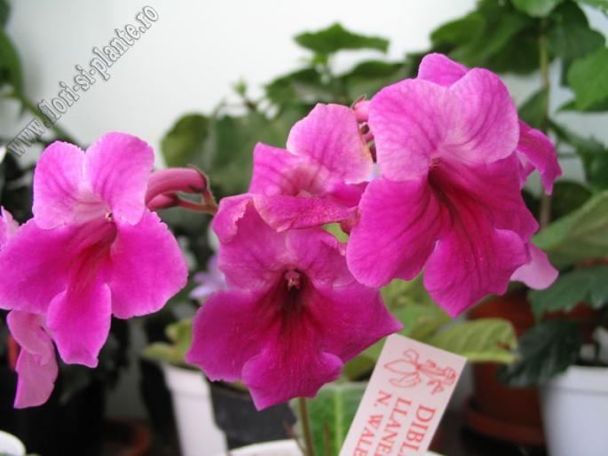 Streptocarpus sophie 4