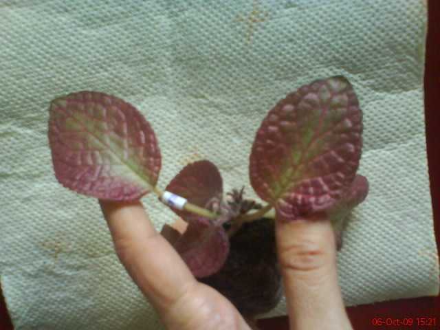 Episcia Strawberry Patch - Episcia