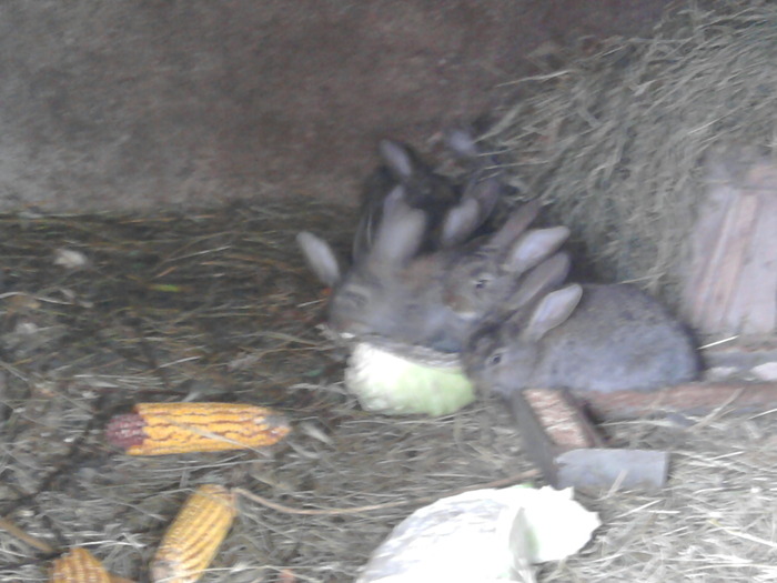 Fotografie0089 - de vanzare pui iepuri rasa urias belgian