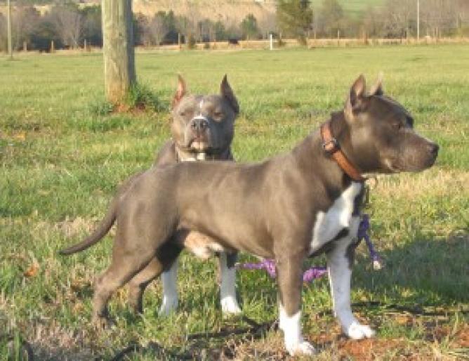 american_staffordshire_terrier_45540[1] - imagini amstaffi si pitbulli