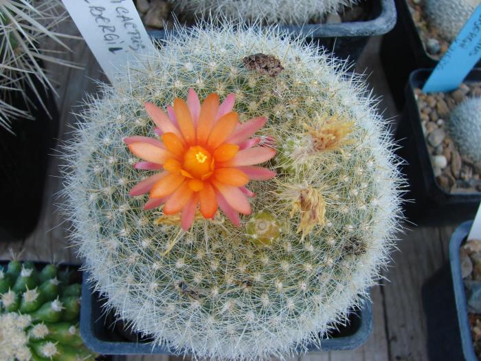 Brasilicactus hasselbergii